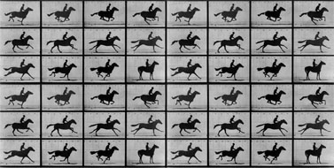 "סוס בתנועה", אדוארד מויברידג' (נחלת הכלל)