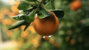 תפוז ישראלי (צילום: דורון הורוביץ)