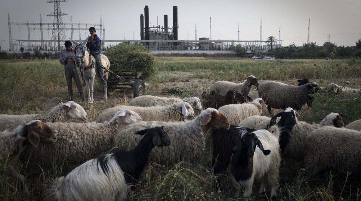 כבשים ונער רוכב על חמור על רקע תחנת כוח בעזה. 11.3.11 (צילום: ויסאם נסאר)