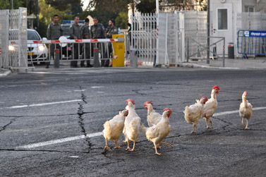 תרנגולים ששיחררו סטודנטים ליד מעונו של ראש הממשלה כמחאה על תקצוב בני ישיבות. אוקטובר 2010 (צילום: יואב ארי דודקביץ')