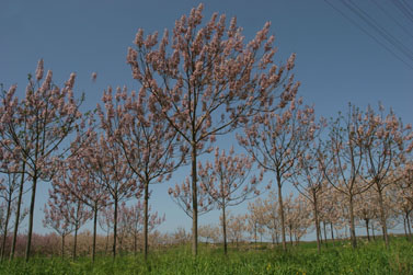 מנופי ארצנו: פריחת עצי שקד ליד קיבוץ שפיים (צילום: חן לאופולד)