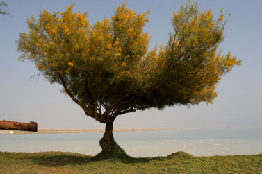 מנופי ארצנו: עץ בודד על חוף ים המלח (צילום: חן לאופולד)