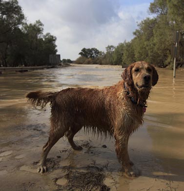 הכלב פוקר בדרך המוצפת סמוך לקיבוץ צאלים, אתמול (צילום: צפריר אביוב)