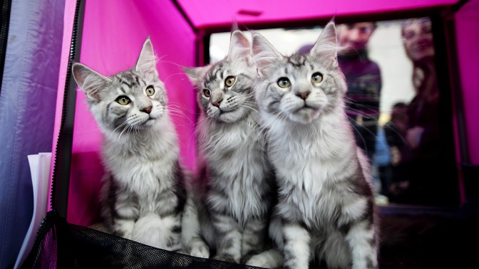 תערוכת חתולים, אתמול בראשון-לציון (צילום: דימה וזינוביץ')