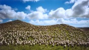 כבשים בניו-זילנד (צילום: vtveen, רשיון cc-by-nc-nd 2.0)