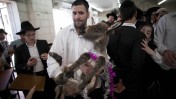 יהודים מתכוננים לקיום מצוות פדיון פטר חמור. ירושלים, 28.3.2013 (צילום: יונתן זינדל)