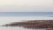 משתתפים בצילום עירום המוני בים-המלח, אתמול (צילום: דוד ועקנין)