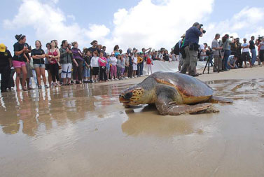 צבי ים משוחררים לחופשי בחוף בית-ינאי, אתמול (צילום: גיל יערי)