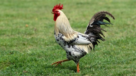 תרנגול על כר דשא (צילום: משה שי)