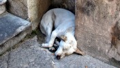 כלב בפלרמו, סיציליה (צילום: חיים שוחט)