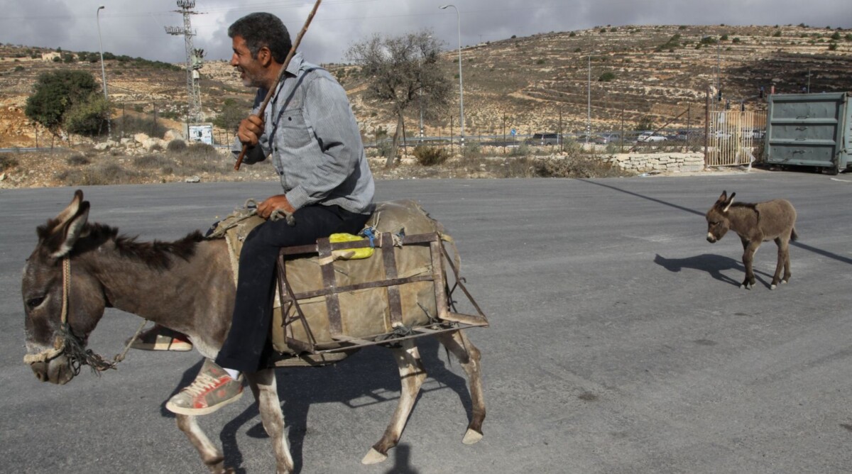 פלסטיני רוכב על חמור בקרבת גוש-עציון, בגדה-המערבית. 29.11.2013 (צילום: גרשון אלינסון)