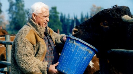 אריאל שרון מאכיל בן בקר. חוות השקמים, 1996 (צילום: משה שי)