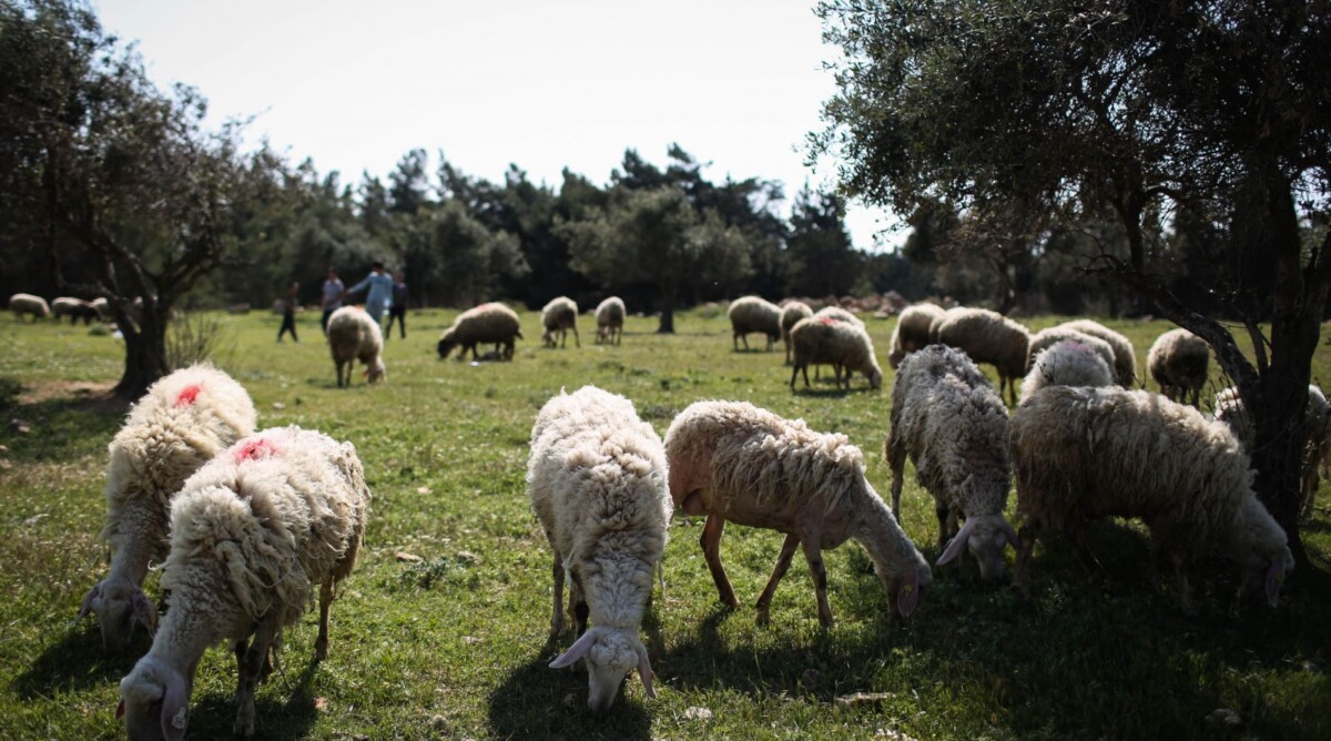 כבשים רועות בפאתי ירושלים, 4.4.14 (צילום: הדס פרוש)