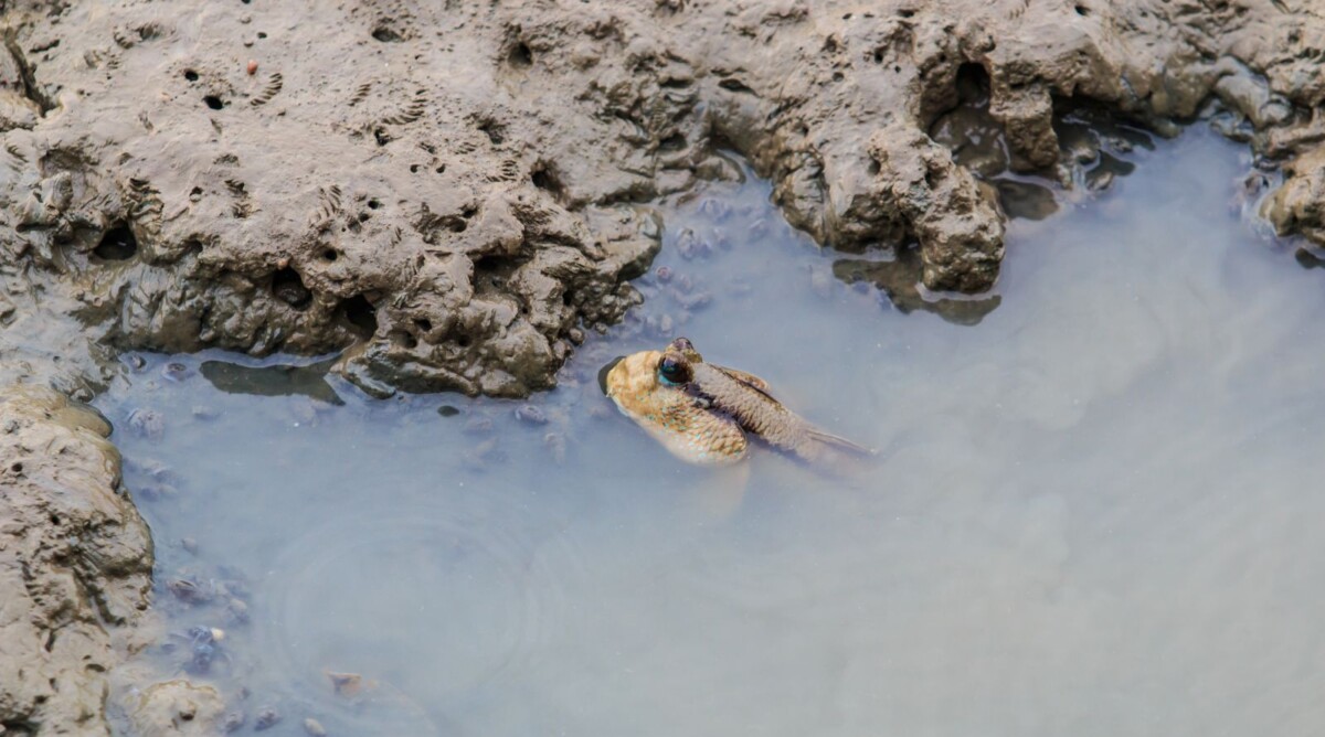 יבשתן, דג המסוגל לשהות במים וגם על היבשה, מציץ מתוך מי מדמנה (צילום: שאטרסטוק)