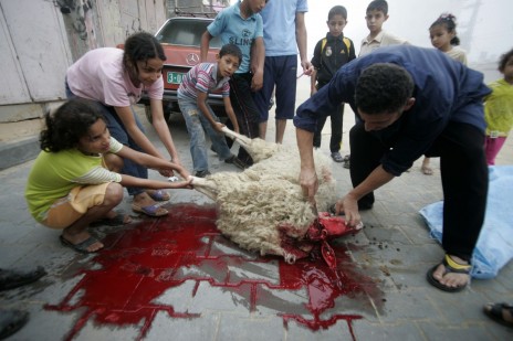 פלסטינים שוחטים כבשה לרגל חג הקורבן. רפיח, 16.11.10 (צילום: עבד רחים חטיב)