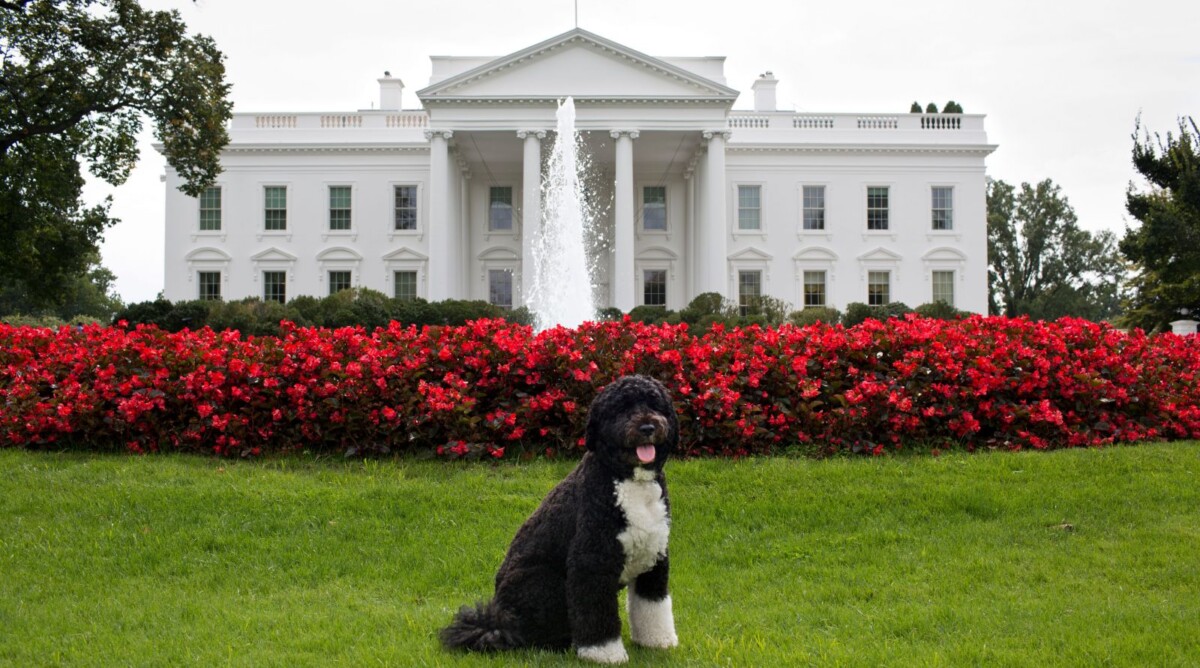 בו, הכלב הנשיאותי, על מדשאת הבית-הלבן (צילום: הבית-הלבן)