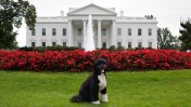 בו, הכלב הנשיאותי, על מדשאת הבית-הלבן (צילום: הבית-הלבן)
