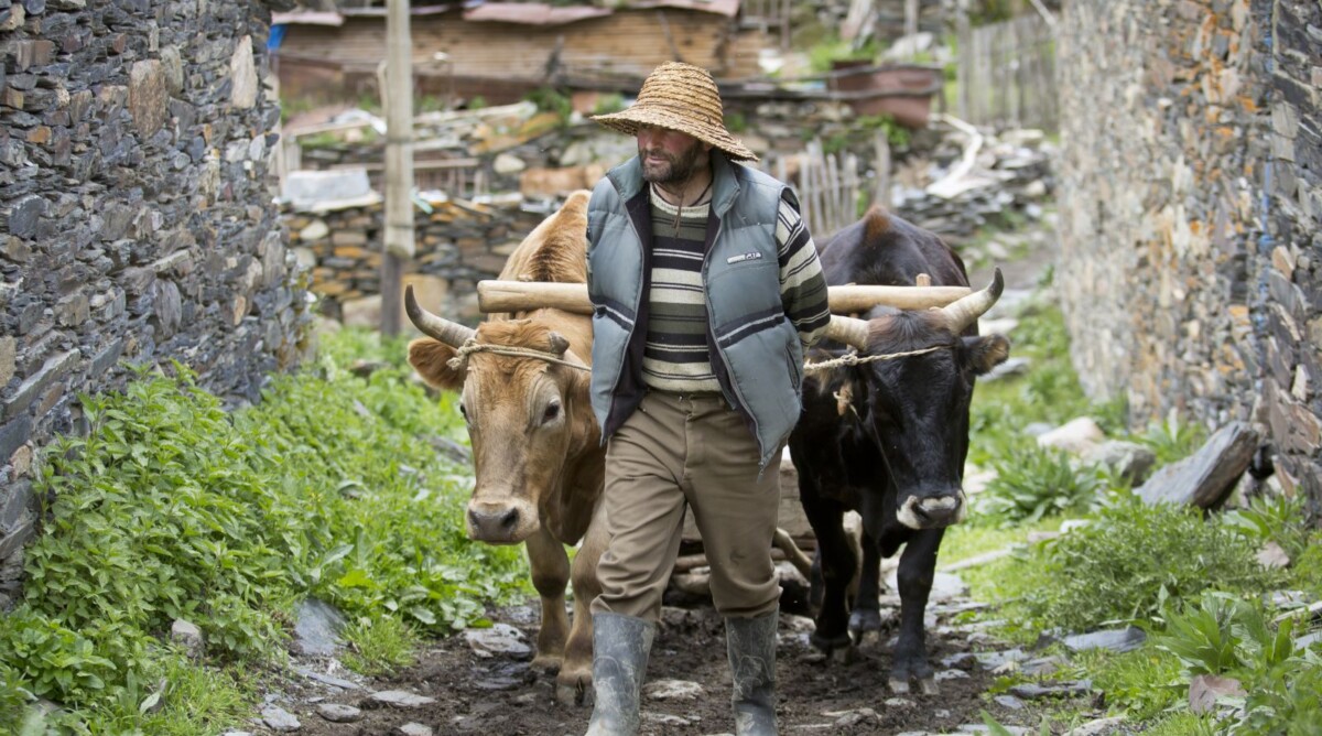 חקלאי גיאורגי מוליך בני בקר בכפר בהרי הקווקז (צילום: משה שי)