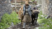 חקלאי גיאורגי מוליך בני בקר בכפר בהרי הקווקז (צילום: משה שי)