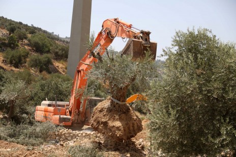 צוות הנדסה ישראלי עוקר עץ זית ליד בית-ג'אלה, היכן שיוקם מקטע חדש של גדר ההפרדה. 17.8.15 (צילום: פלאש 90)