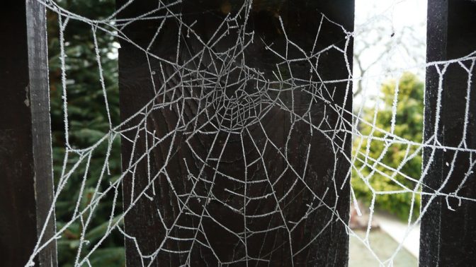רשת עכביש (צילום: מקס פיקסל, רישיון CC0)