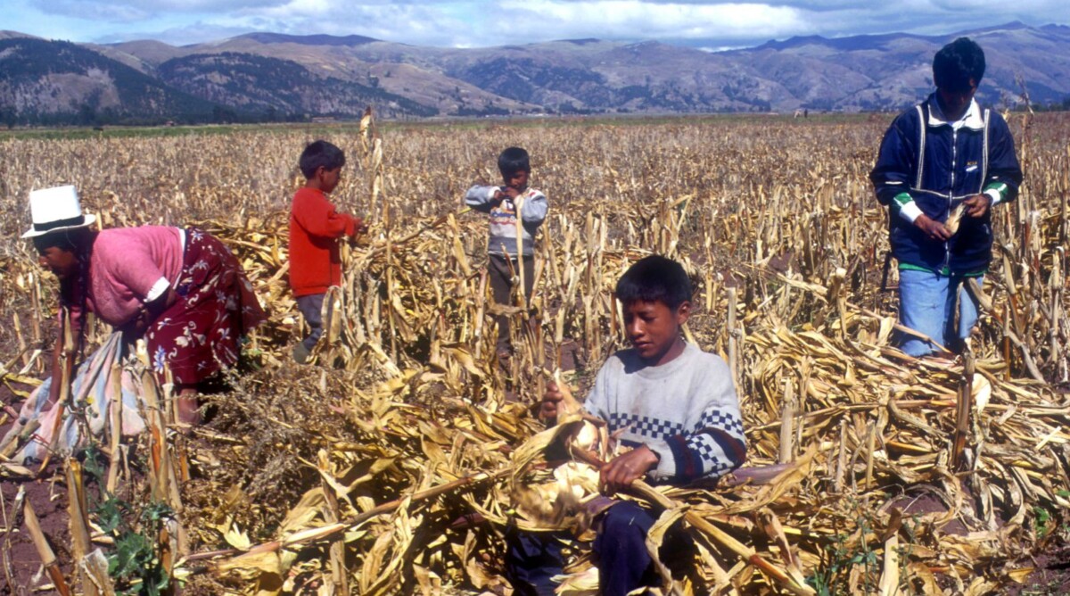 פרואנים עובדים בשדה תירס, 2003 (צילום: סרג' אטאל)