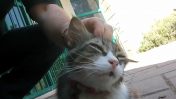 חתול אשקלוני זוכה לליטוף מידיו של חבר מועצת העיר דוד בן-אברהם (צילום מסך)