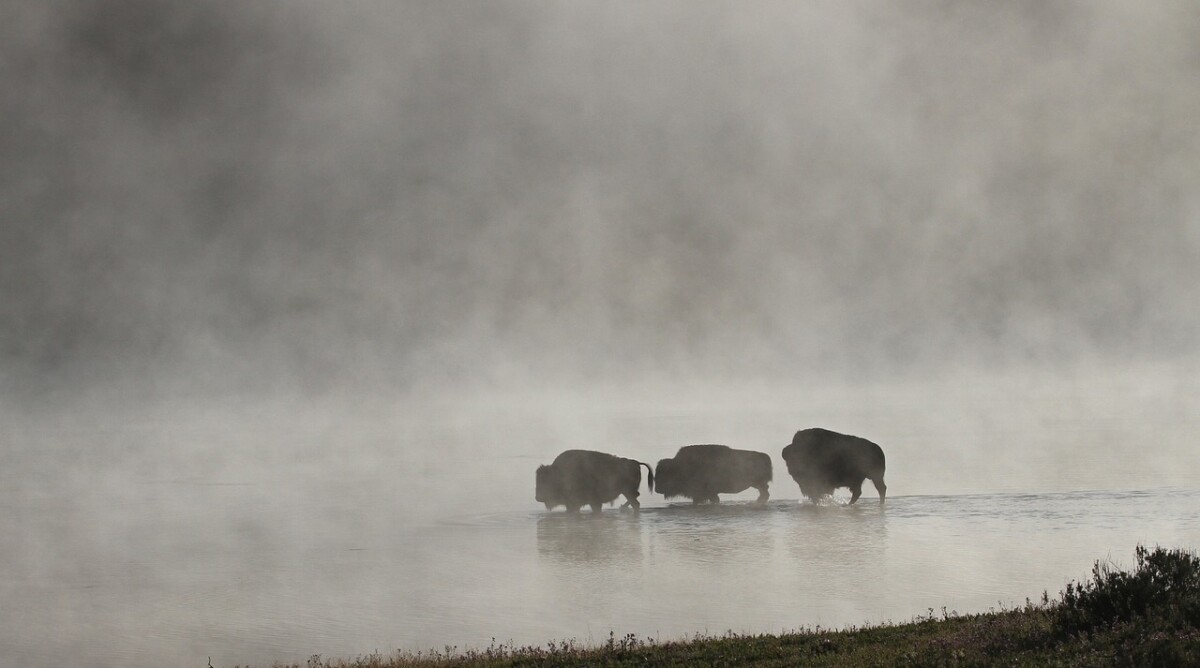 ביזונים בערפל, פארק ילוסטון (צילום: Skeeze, רישיון CC0)