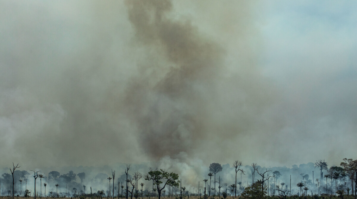 שריפות יער באמזונס, ברזיל 2019 (צילום: ויקטור מורייאמה, גרינפיס)