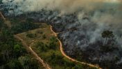 שריפות יער באמזונס, ברזיל 2019 (צילום: ויקטור מורייאמה, גרינפיס)