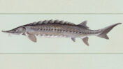 דג חדקן (נחלת הכלל)