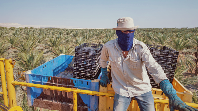 פועל חקלאי מתאילנד במטע ישראלי (צילום: פלאש 90)