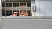 אסיר פלסטיני בכלא עופר, 2008 (צילום: מיכל פתאל)
