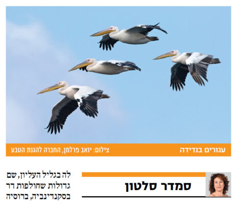 "עגורים". "ישראל היום", 30.10.2020