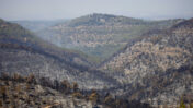 עצים שרופים בהרי ירושלים, 17.8.21 (צילום: יונתן זינדל)