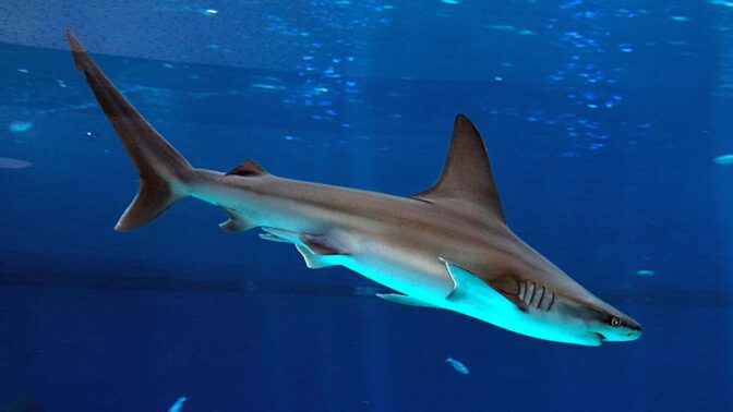 כריש (באקווריום באילת) (צילום:פלאש90)