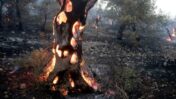 עץ זית שרוף ביוון (צילום: milos bicanski / Climate Visuals Countdown, רשיון CC)