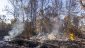 שריפת יער במרכז הארץ, ספטמבר 2023 (צילום: פלאש90)